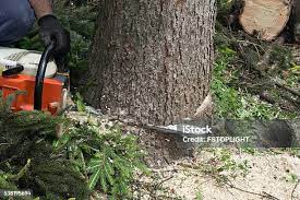 Best Tree Removal  in Annapolis Neck, MD