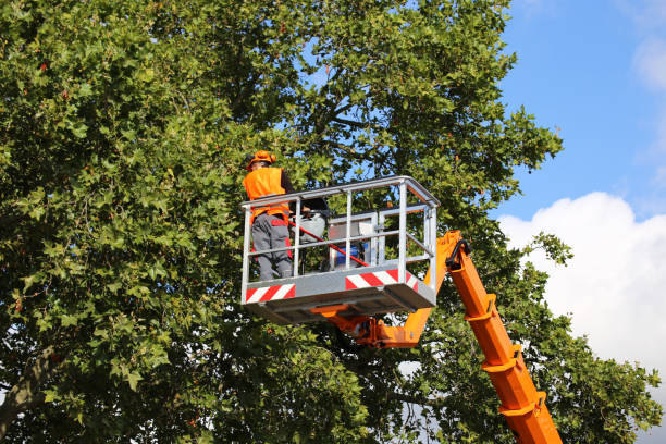 Best Tree Mulching  in Annapolis Neck, MD