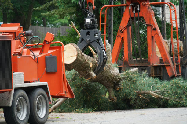 Best Tree Health Inspection  in Annapolis Neck, MD