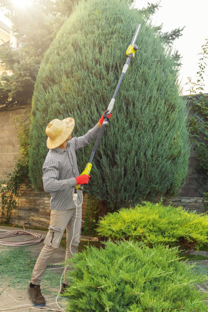 Best Lawn Renovation and Restoration  in Annapolis Neck, MD