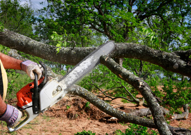 How Our Tree Care Process Works  in  Annapolis Neck, MD