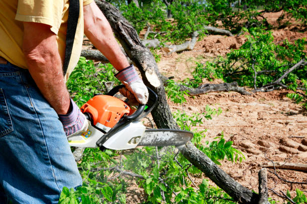 Best Leaf Removal  in Annapolis Neck, MD