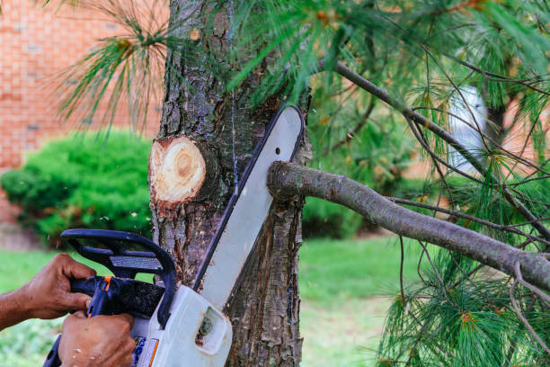 Reliable Annapolis Neck, MD Tree Removal Solutions